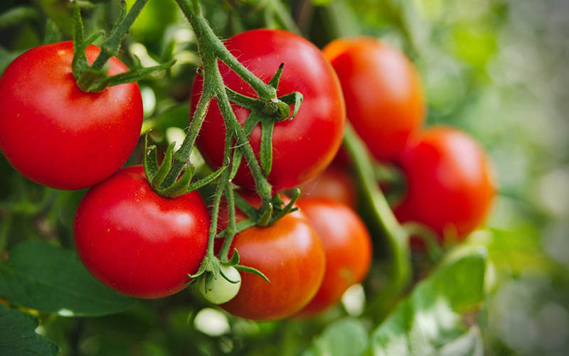 Thành phần của cà chua có chứa hàm lượng axit khá lớn