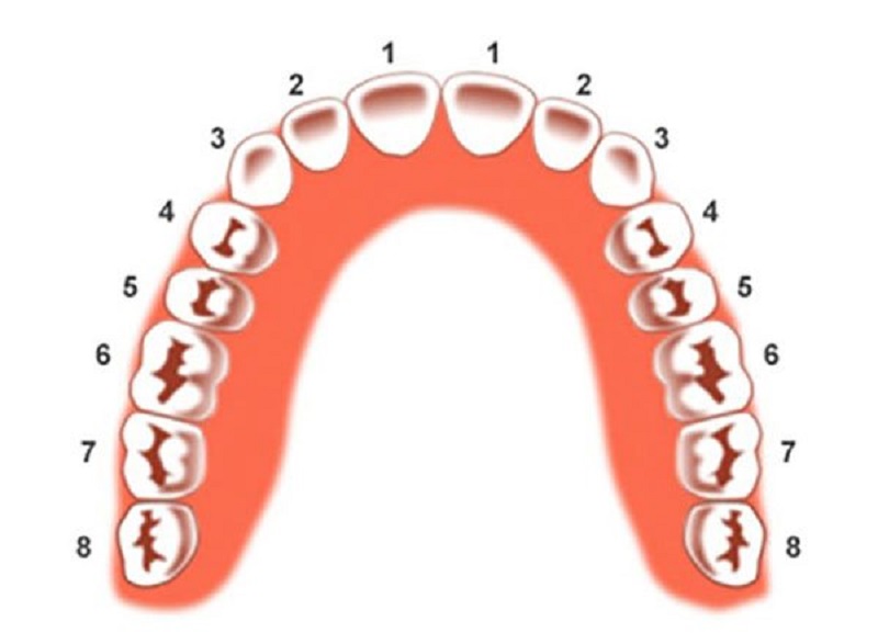 Răng số 7 là răng cối thứ 2, đóng vai trò quan trọng trên cung hàm
