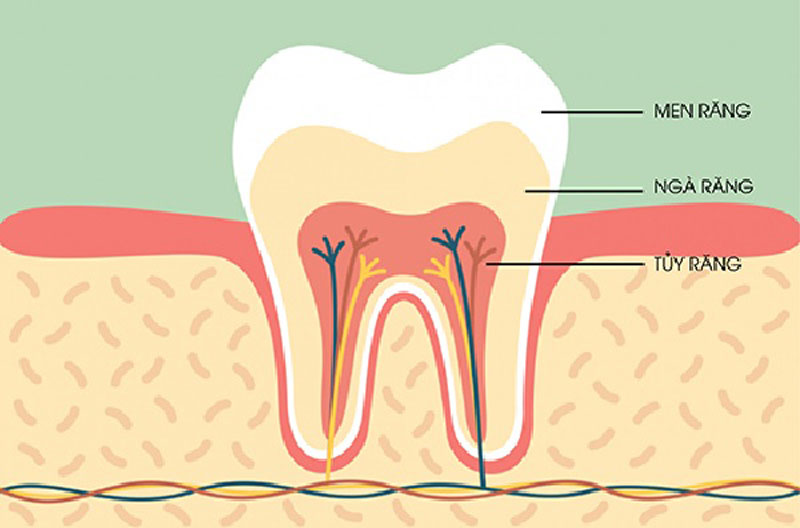 Răng số 3 có cấu tạo tương tụ như các răng khác