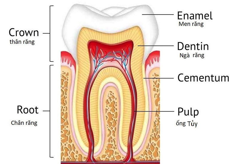 Răng cối có cấu tạo tương tự với các răng khác